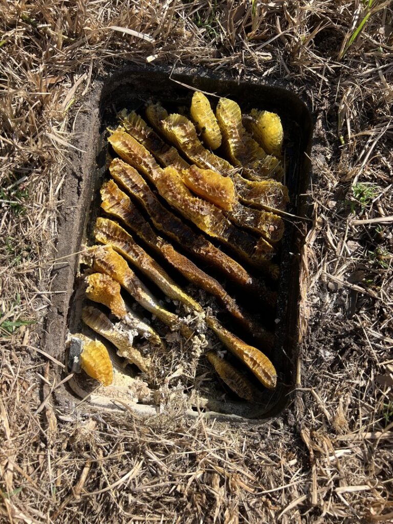 A large honeycomb or wasp nest discovered in a ground utility box by Paske Pest Control & Wildlife Solutions in Cape Coral, FL.