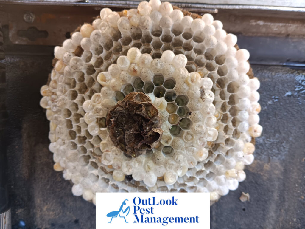 A close-up view of a hornet nest's honeycomb structure, removed by OutLook Pest Management in Canby, OR.