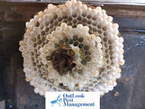 A close-up view of a hornet nest's honeycomb structure, removed by OutLook Pest Management in Canby, OR.