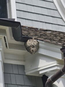 A large hornet nest built on the eaves of a residential house, requiring removal by Pro Barrier Pest Control LLC in Aurora, IL.
