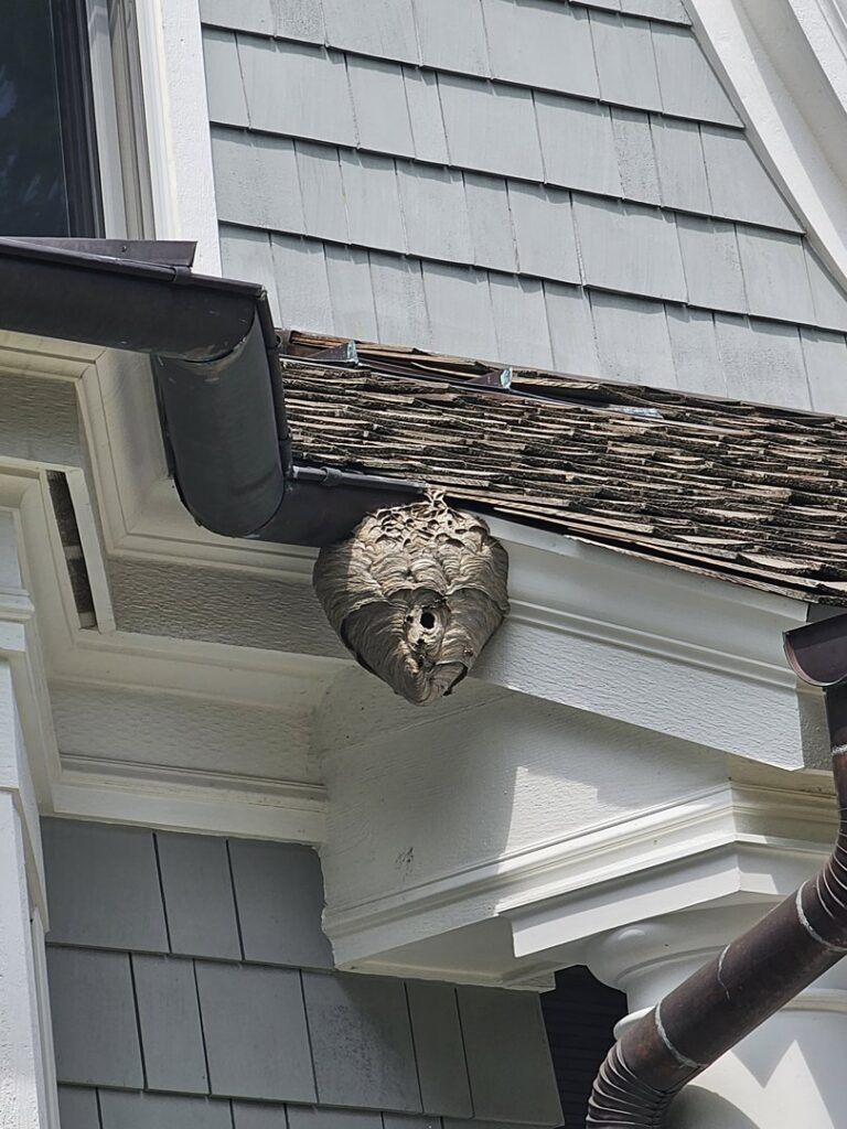 A large hornet nest built on the eaves of a residential house, requiring removal by Pro Barrier Pest Control LLC in Aurora, IL.