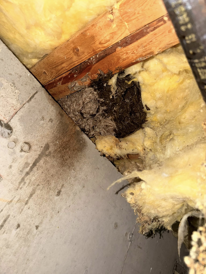 A hornet or wasp nest discovered within attic insulation, handled by Neighborhood Pest Control in Las Vegas, NV.