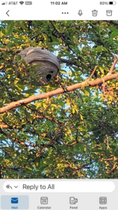 A large hornet nest visible on a tree branch, a common pest issue addressed by ABG Pest Control services in West Chicago, IL.