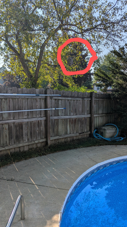 A hornet nest visible high in a tree near a backyard pool, a common pest control issue for Kulyk Exterminators Inc in Buffalo, NY.