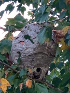 A large hornet nest hanging in a tree, requiring removal by The Bug Guy in Springfield, MO.