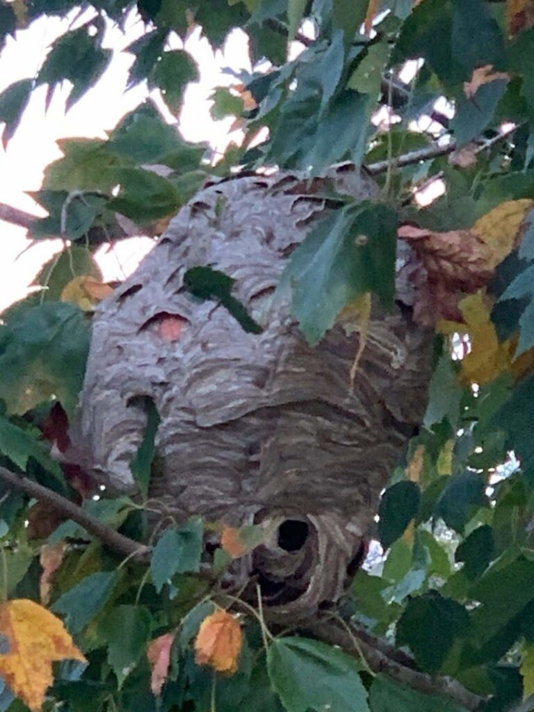 A large hornet nest hanging in a tree, requiring removal by The Bug Guy in Springfield, MO.