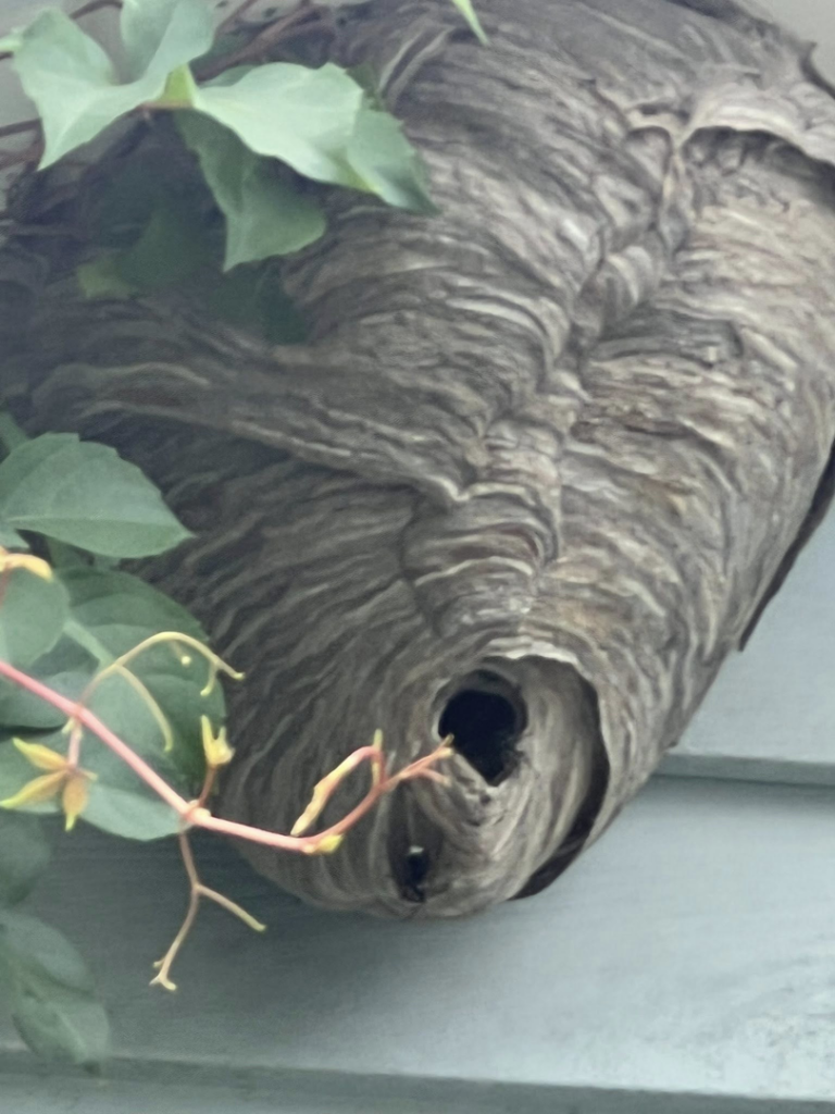 A large hornet nest attached to an exterior wall, partially obscured by vines, handled by 1St State Pest & Home Services in Middletown, DE.