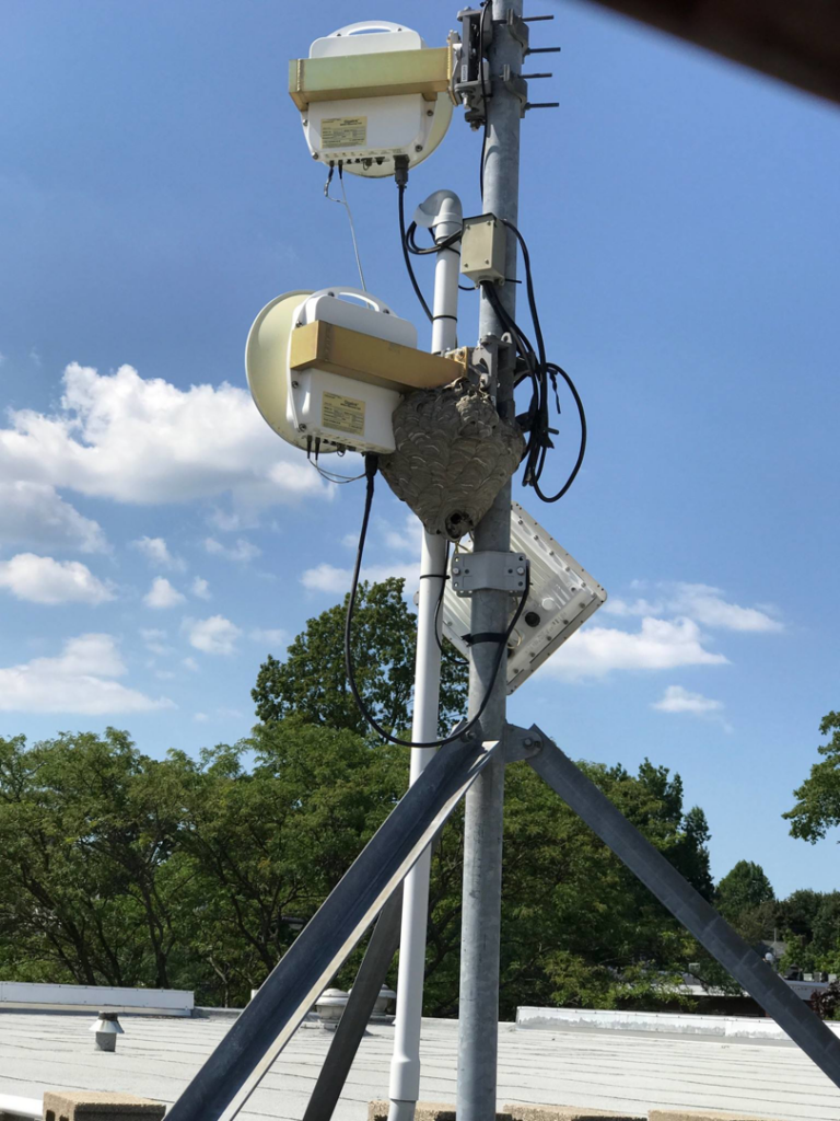 A large hornet nest built on a utility pole, requiring removal by Akron Pest Control in Akron, OH.