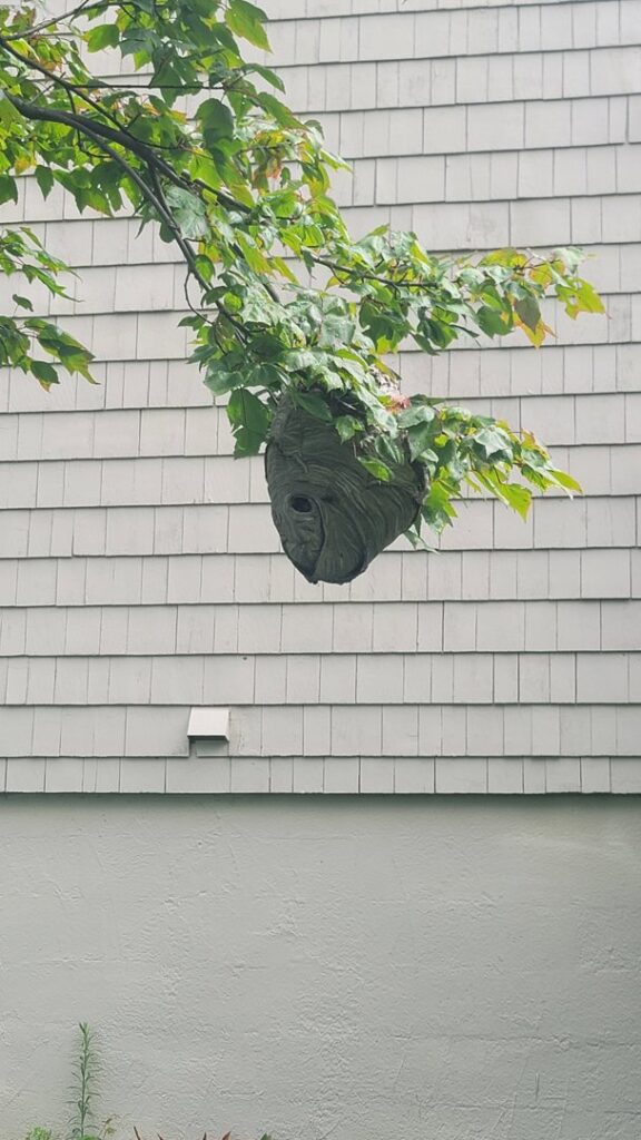 A large hornet's nest hanging from a tree branch next to a house, a common pest issue handled by Runnin'Bugz Lawn Care and Pest Solutions in Syracuse, NY.