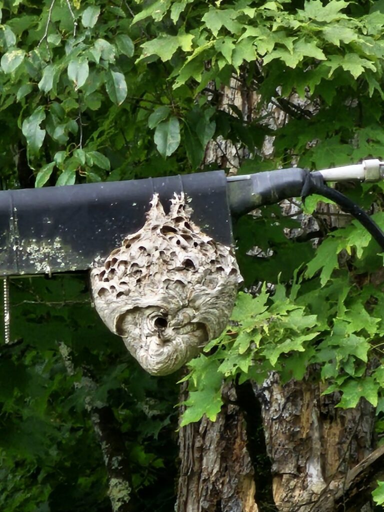 A large hornet or wasp nest hanging from a dark structure amidst green leaves, indicating a pest issue in Randolph, NY.