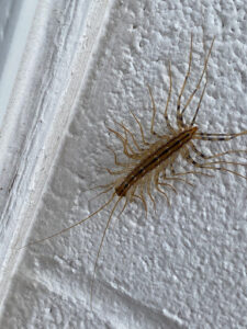 A house centipede crawling on a white wall, representing a common pest control issue for Epcon Lane Pest Control in Akron, OH.