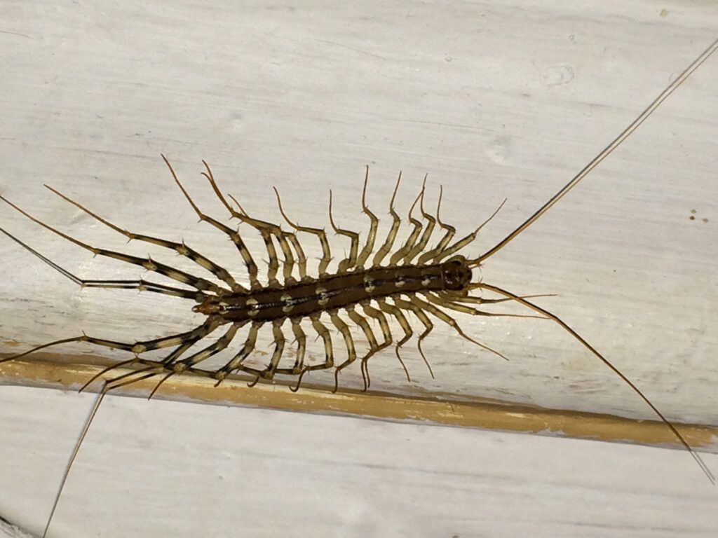 A house centipede with many legs on a white surface, a common indoor pest managed by Southern Tier Professional Pest Control Inc. in Randolph, NY.