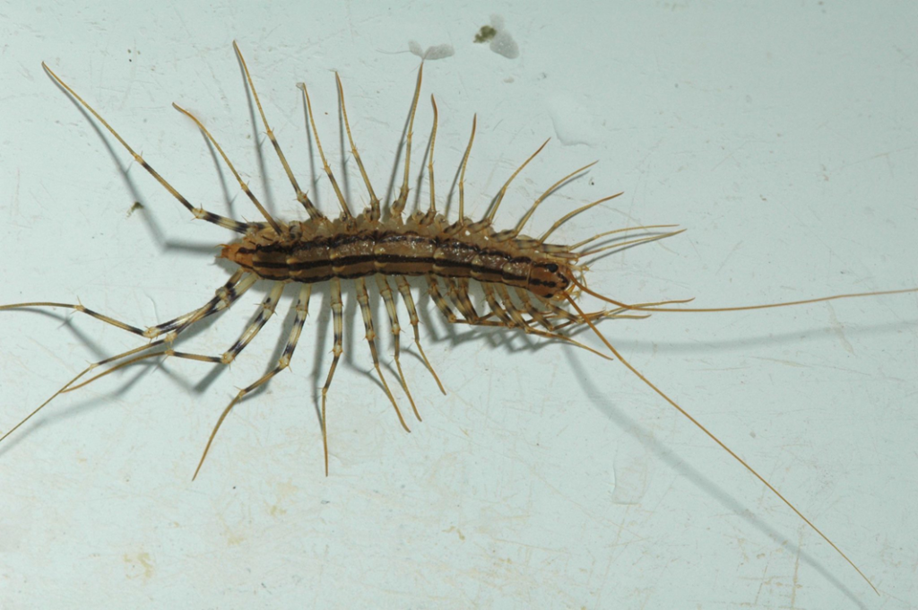 A house centipede, a common pest managed by Don Wilkinson Pest Control in Olathe, KS.