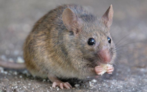 A small house mouse eating a crumb, indicating a rodent problem for Sunny Day Pest Control in Pine Bluff, AR.