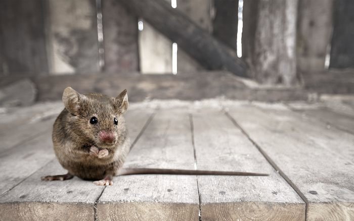 A small house mouse on a wooden floor, representing a common rodent pest problem addressed by Quality Pest Control, Inc. in Pittsburg, KS