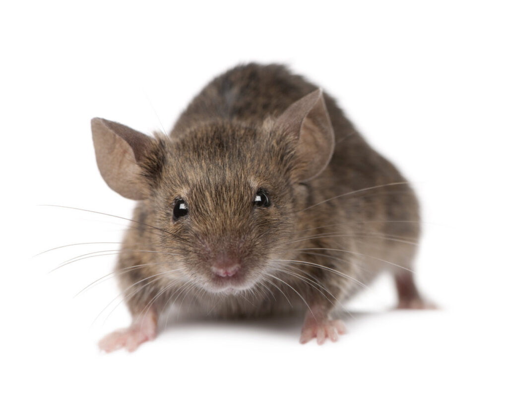 A small house mouse, a common rodent pest, that Pro-Tech Services handles for rodent control in Garland, TX.