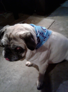 HVAC technicians and service vans from Guy's Heating And Cooling on a job site in Kansas City, MO.
