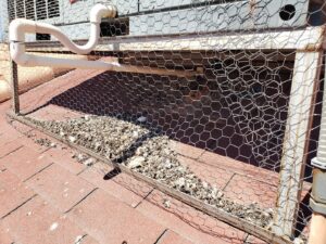 Pigeon droppings and feathers visible inside a wire mesh cage around an HVAC unit on a roof, highlighting an infestation addressed by Pigeon Problem Solvers, LLC in Scottsdale, AZ.