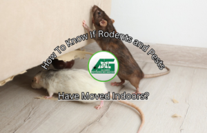 Two rats indicating an indoor rodent and pest infestation, handled by All Green Pest Control and Lawn Care in Provo, UT.