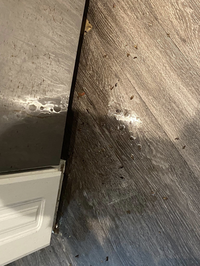 Insect debris and droppings on a floor next to an appliance, indicating a pest problem for Illuminating Pest Control in Johns Creek, GA.