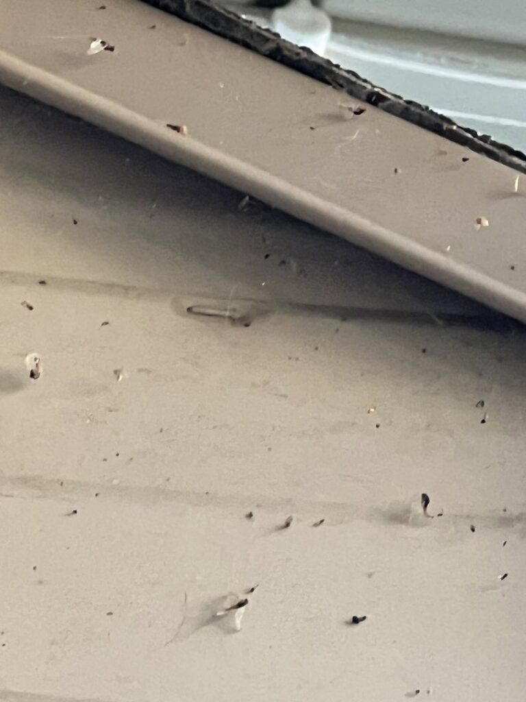 Close-up of insect droppings and cobwebs on a house exterior, showing a pest problem Peak Pest Control addresses in Ogden, UT.
