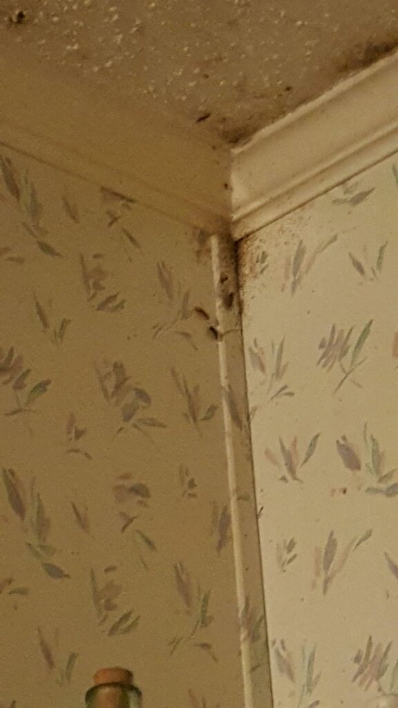 Insect droppings and debris visible in the corner of a room, indicating a pest issue addressed by Superior Pest Management in Kannapolis, NC.