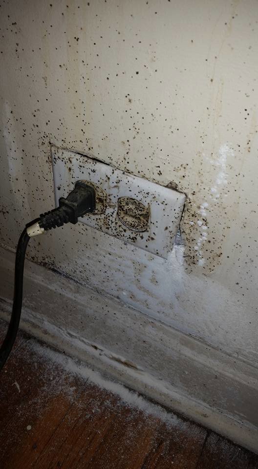 Insect droppings and debris visible around an electrical outlet, a sign of pest activity for Berry & Yates Pest Control in Chicago, IL.