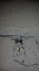 Visible insect droppings and dead insects on a wall, a common pest issue addressed by Berry & Yates Pest Control in Chicago, IL.