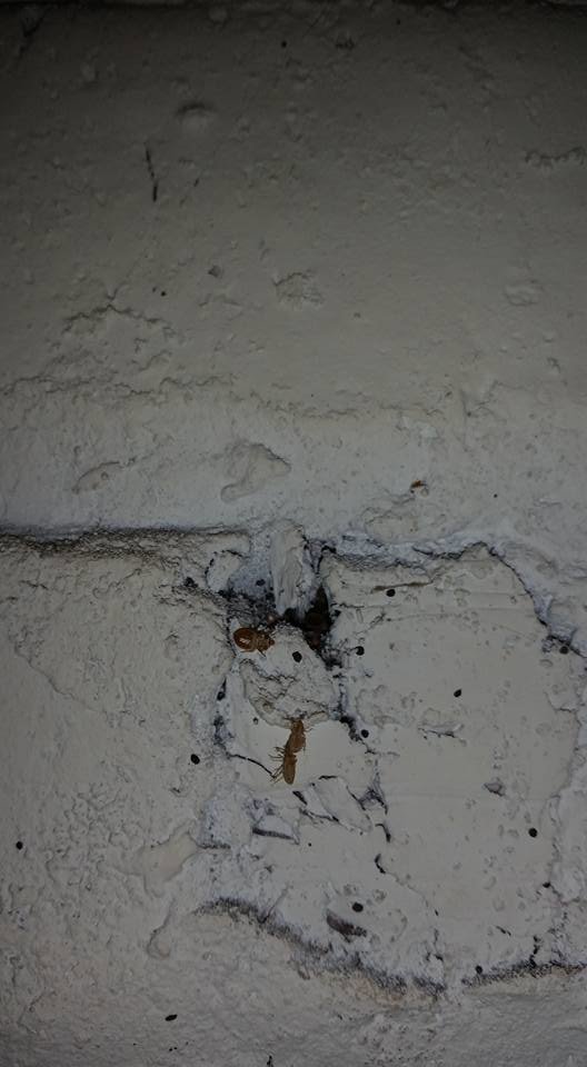 Visible insect droppings and dead insects on a wall, a common pest issue addressed by Berry & Yates Pest Control in Chicago, IL.