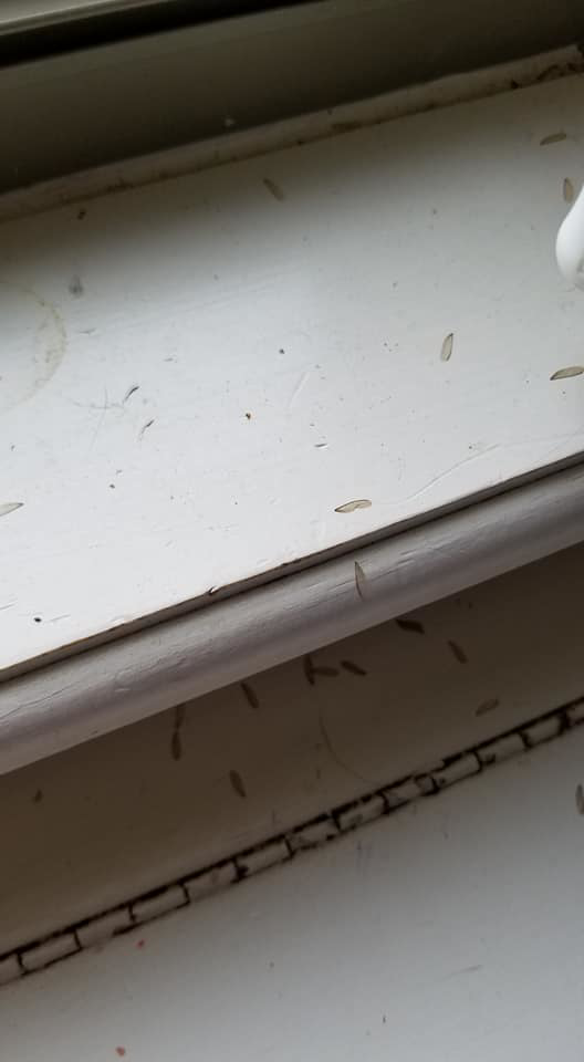 Close-up of insect droppings on a window sill, indicating a pest problem addressed by Glenna's Pest Control in Bossier City, LA.