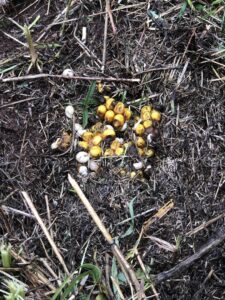 A cluster of insect eggs or larvae found in the soil, indicating a pest control problem for Bug Busters LLC in Norman, OK.