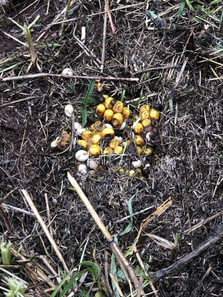 A cluster of insect eggs or larvae found in the soil, indicating a pest control problem for Bug Busters LLC in Norman, OK.