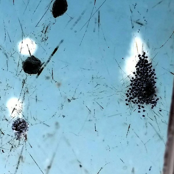 Close-up of insect eggs or larvae in water and debris, a common pest problem handled by Springer Professional Home Services in Des Moines, IA.
