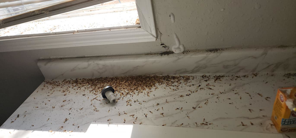 Insect frass and debris covering a kitchen countertop and windowsill, showing a pest infestation handled by Before and After Pest Control in Kenner, LA.