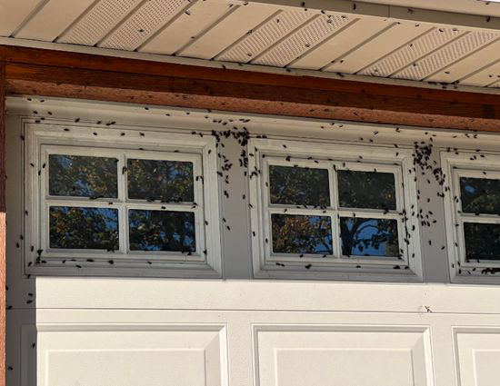 A severe insect infestation covering the exterior windows and soffit of a house, handled by Matt's Pest Management LLC in Billings, MT.