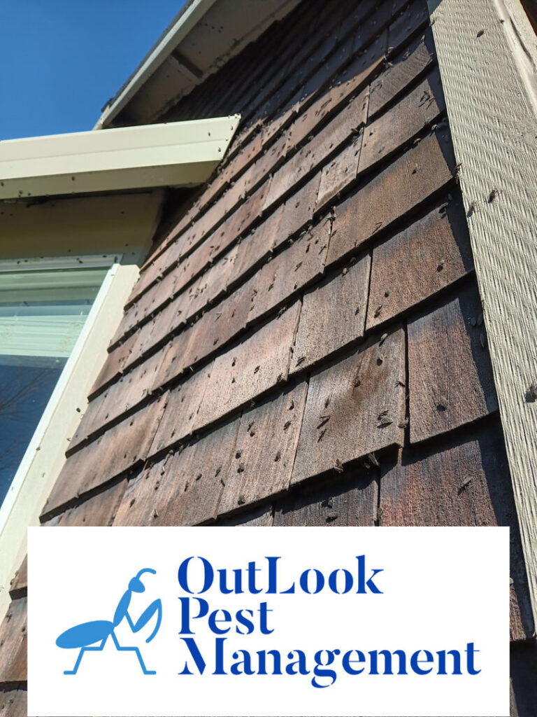 A severe insect infestation visible on the house siding, indicating a need for pest control from OutLook Pest Management in Canby, OR.