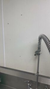 An insect infestation on a wall above a sink, indicating a pest control need for JPC Exterminating, LLC in New Orleans, LA.