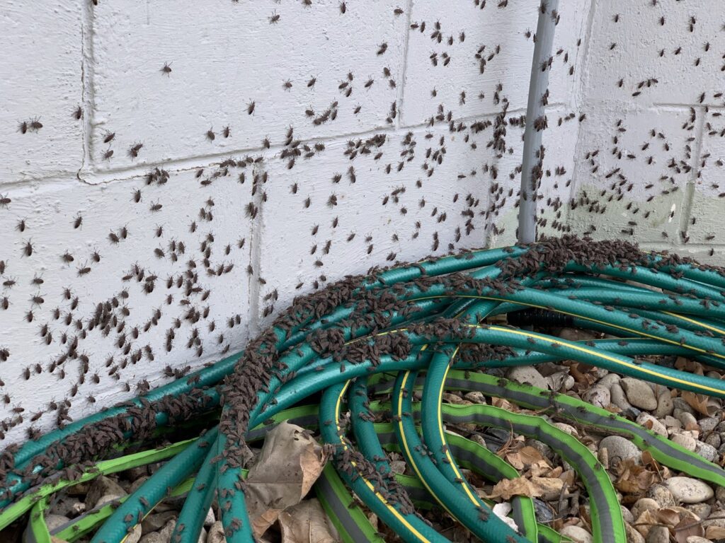 A severe insect infestation covering a wall and coiled garden hoses, indicating a pest control need in Boise, ID.