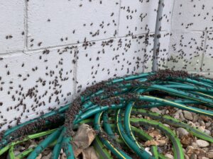 A severe insect infestation covering a wall and coiled garden hoses, indicating a pest control need in Boise, ID.