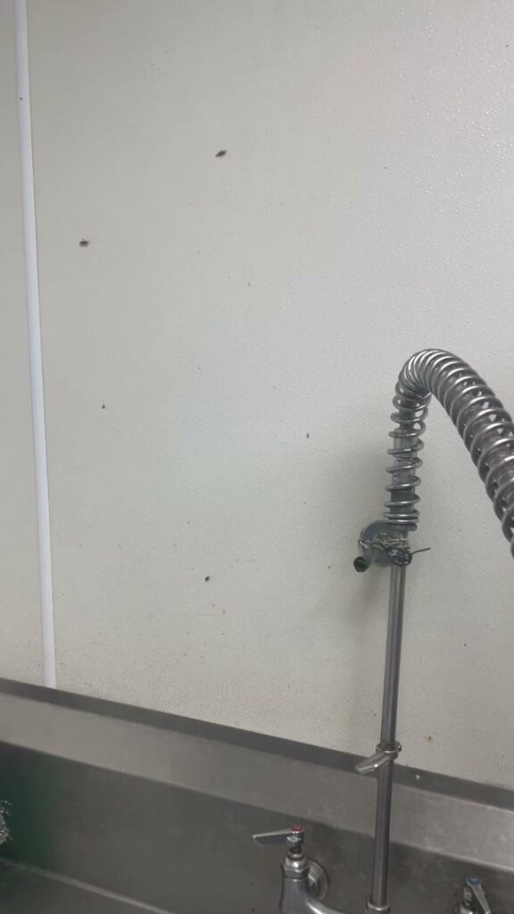 An insect infestation on a wall above a sink, indicating a need for pest control from JPC Exterminating, LLC in New Orleans, LA.