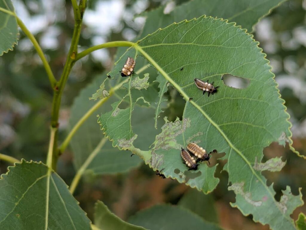 Close-up of insect larvae eating leaves, indicating a pest problem for Berrett Pest Control Denver in Denver, CO.