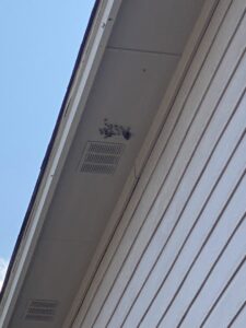 A cluster of insects, possibly a nest, near a house vent, indicating a pest issue handled by A-TEX PEST MANAGEMENT INC. in Austin, TX