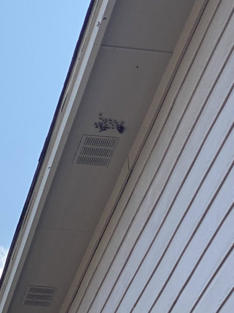 A cluster of insects, possibly a nest, near a house vent, indicating a pest issue handled by A-TEX PEST MANAGEMENT INC. in Austin, TX