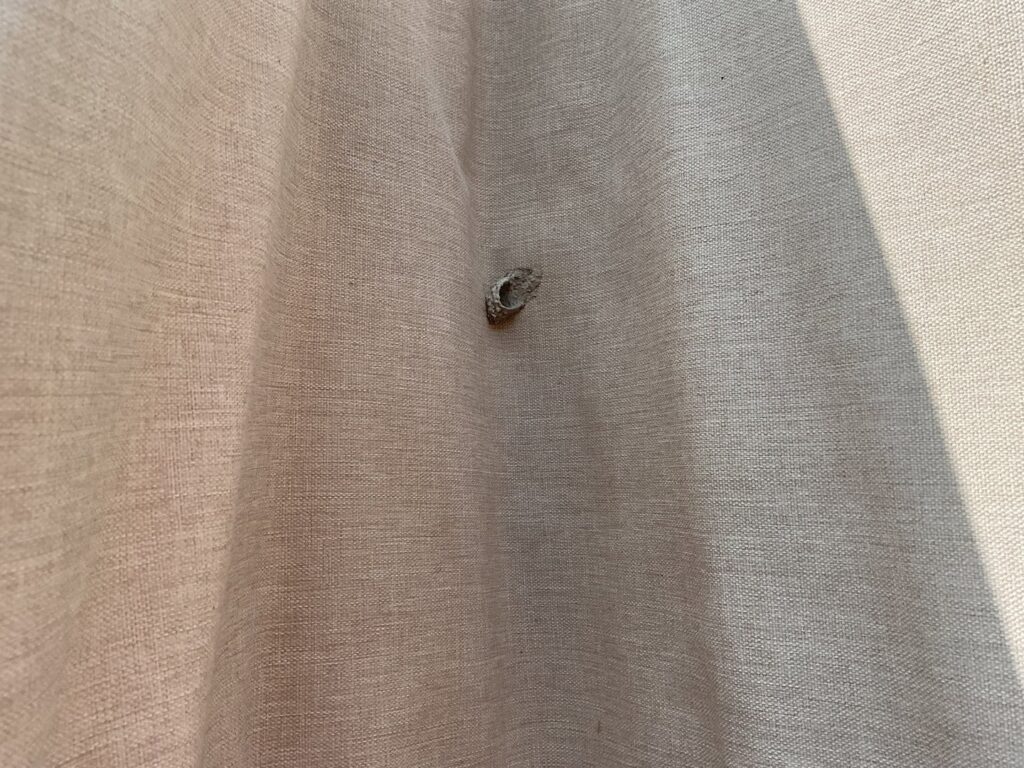 A small insect resting on light-colored fabric, indicating a potential pest issue addressed by Crist Termite & Pest Solutions, Inc. in Arthur, IL.