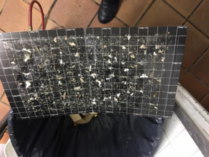 A large sticky trap covered with numerous insects, used for pest monitoring by Bugstoppers Pest Control in Elizabeth, NJ.