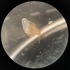 An insect specimen viewed under a microscope for identification by Perimetek Pest Management in East Syracuse, NY.