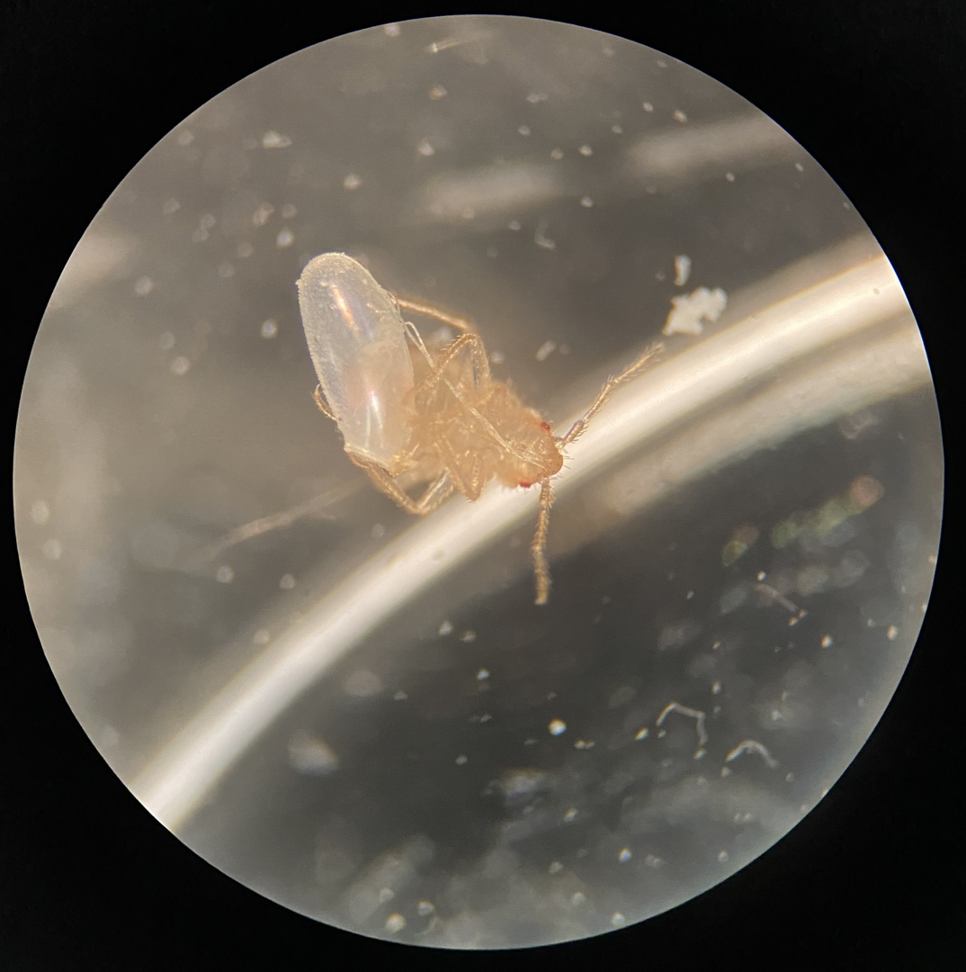 An insect specimen viewed under a microscope for identification by Perimetek Pest Management in East Syracuse, NY.