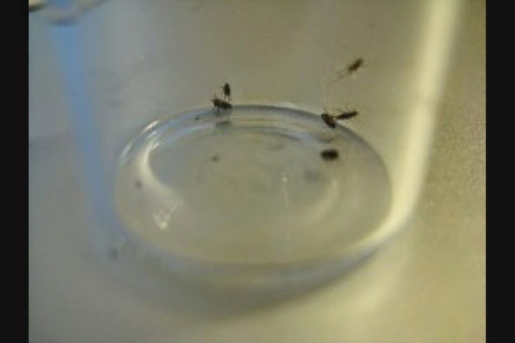 Small insects gathered in a water dish, indicating a pest problem addressed by Superb Pest Control in Elizabeth, NJ.