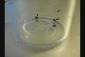 Small insects gathered in a water dish, indicating a pest problem addressed by Superb Pest Control in Elizabeth, NJ.