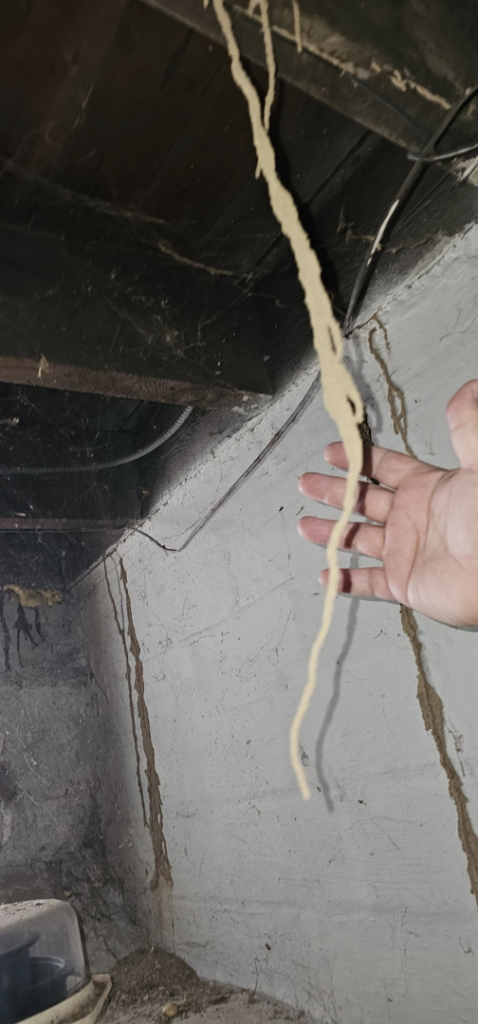 A hand inspecting a very large termite mud tube, illustrating the scale of a pest infestation handled by MJ's Absolute Solutions in Parma, OH.